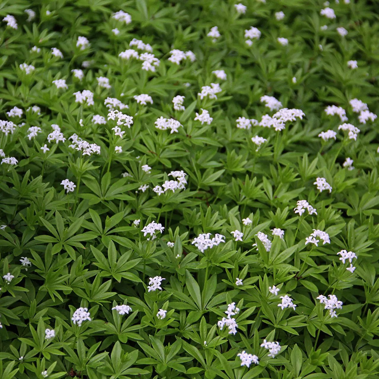 Galium Flower Seeds for Planting - NON GMO Seeds seeds for planting in home garden