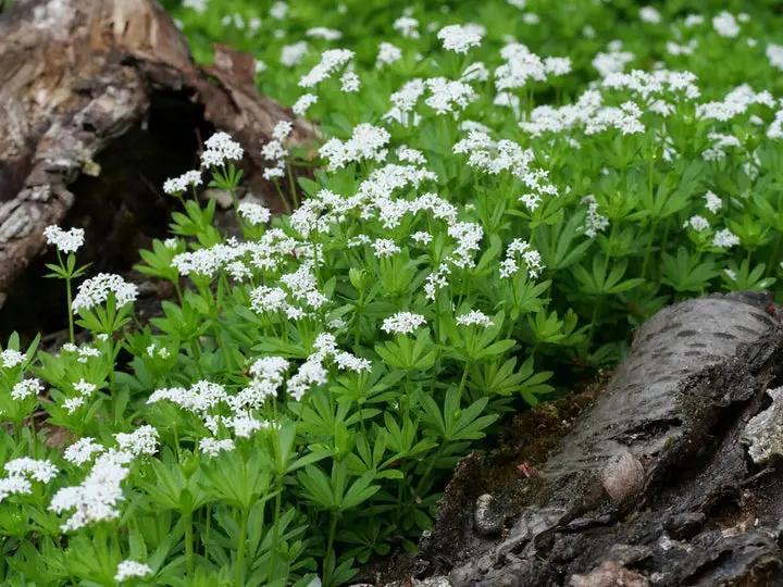 Galium Flower Seeds for Planting - NON GMO Seeds Dhara Seeds