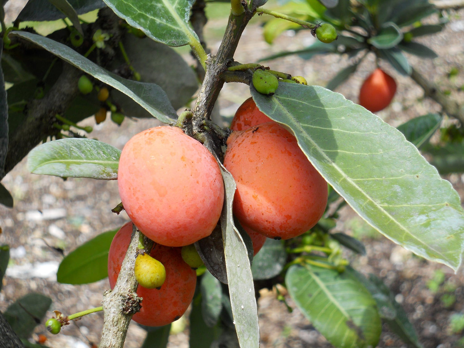 Imbe (Garcinia livingstonei)