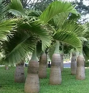 Garden Decoration Greening Planting Bottle Palm heirloom non-gmo organic garden seeds