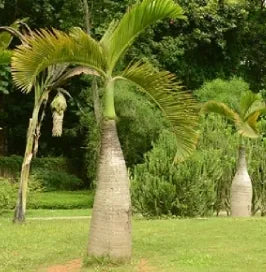 Garden Decoration Greening Planting Bottle Palm – Heirloom, Non-GMO, High Germination Organic Garden Seeds