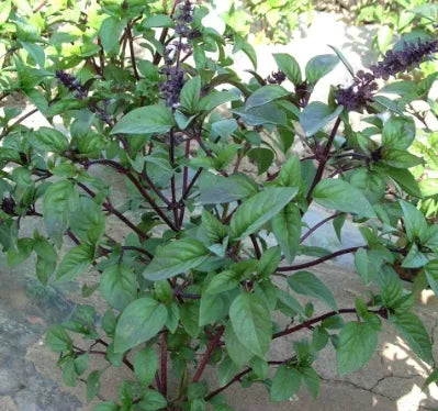 Garden Flower Aromatic Flower Ocimum 'Cinnamon heirloom non-gmo organic garden seeds