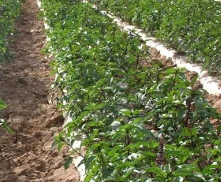 Garden Flower Aromatic Flower Ocimum 'Cinnamon – Heirloom, Non-GMO, High Germination Organic Garden Seeds