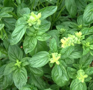 Garden Flower Aromatic Flower Drought Tolerant Ocimum 'Large Leaf heirloom non-gmo organic garden seeds