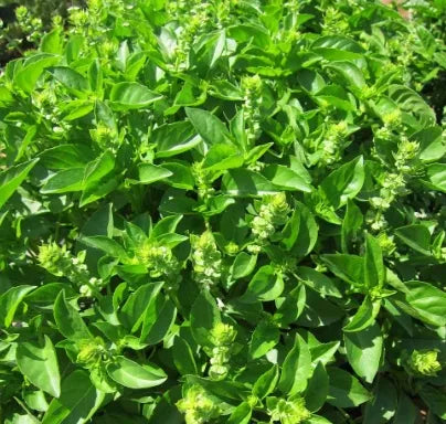 Garden Flower Aromatic Flower Ocimum 'Compactbushbasil heirloom non-gmo organic garden seeds