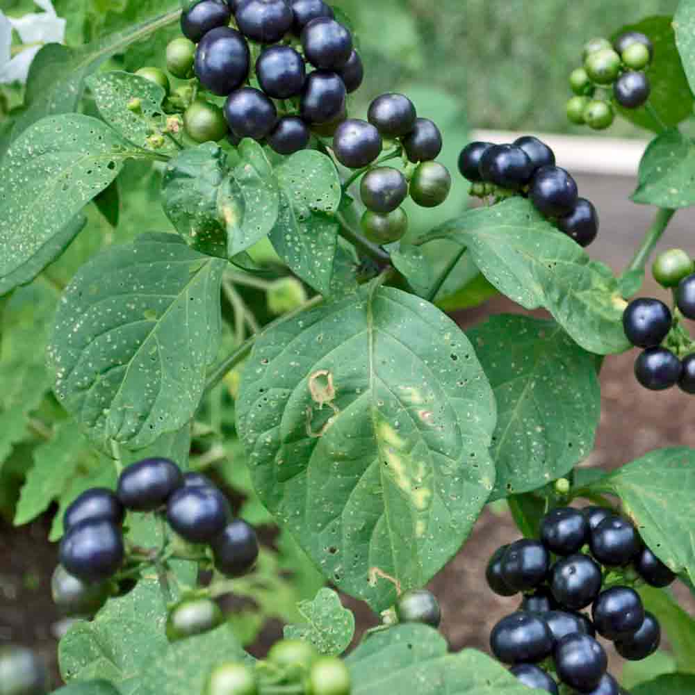 HUCKLEBERRY SEEDS, SCHWARTZENBEEREN BLACKBERRIES