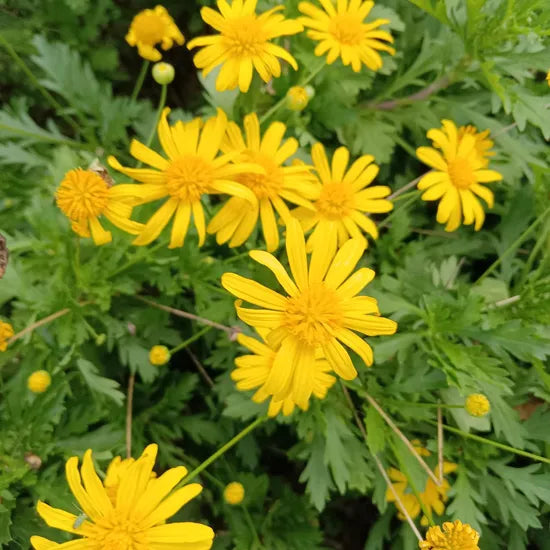 Garden Landscaping, High Temperature Resistant Decorative Flowers, High Quality Variety Ursinina heirloom non-gmo organic garden seeds