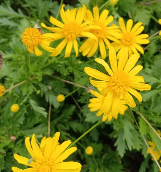 Garden Landscaping, High Temperature Resistant Decorative Flowers, High Quality Variety Ursinina – Heirloom, Non-GMO, High Germination Organic Garden Seeds