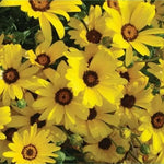 Garden Landscaping, Potted Ornamental, Open Pollinated, Dimorphotheca heirloom non-gmo organic garden seeds