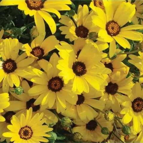 Garden Landscaping, Potted Ornamental, Open Pollinated, Dimorphotheca heirloom non-gmo organic garden seeds