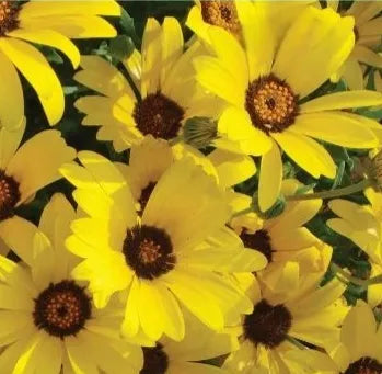 Garden Landscaping, Potted Ornamental, Open Pollinated, Dimorphotheca – Heirloom, Non-GMO, High Germination Organic Garden Seeds
