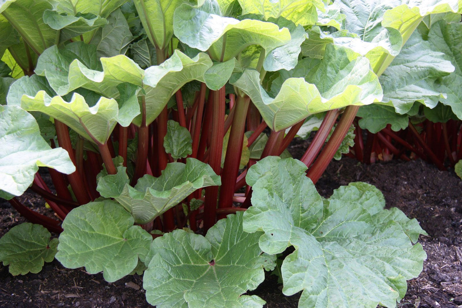 Victoria Rhubarb Seed