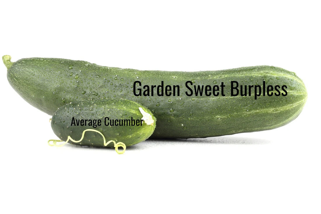 Cucumber Seeds - Garden Sweet Burpless