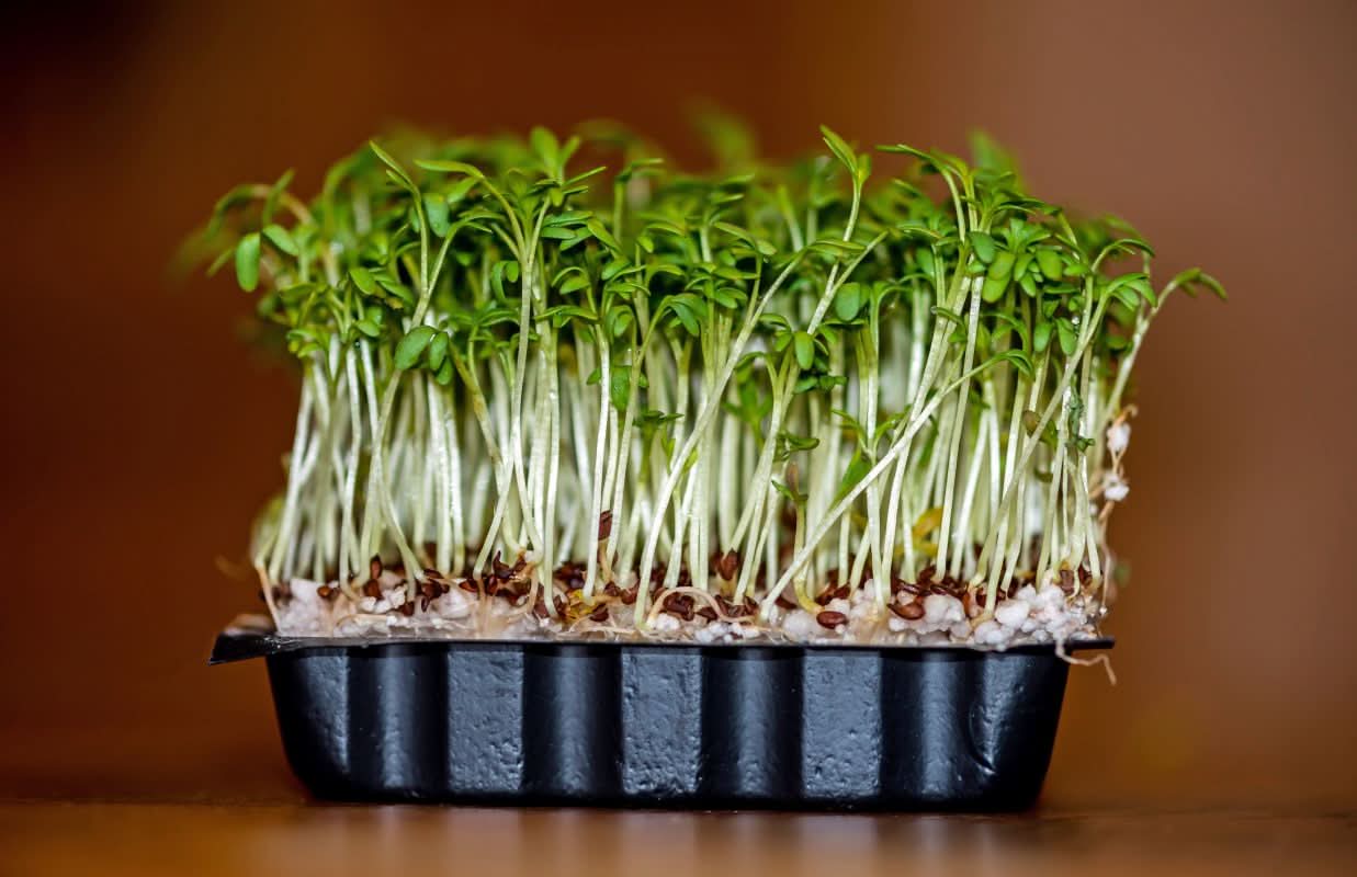 Common Cress Herb Seeds