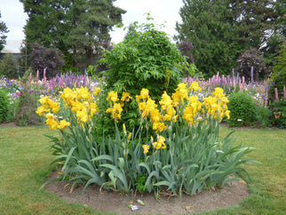 Garden Time Tall Bearded Iris