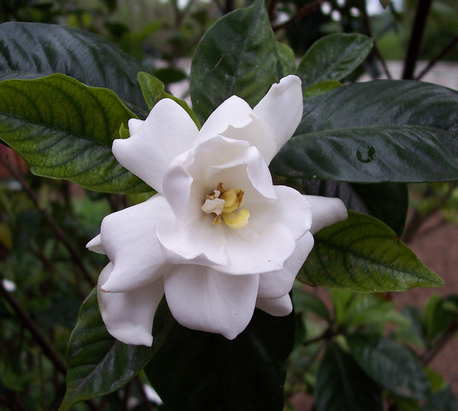 Gardenia Radicans Dwarf