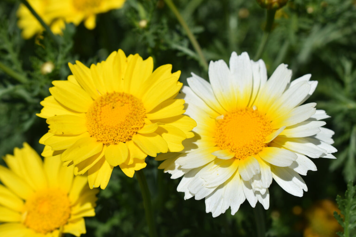 Daisy Chrysanthemum Coronarium Garland Flower Seeds for Planting