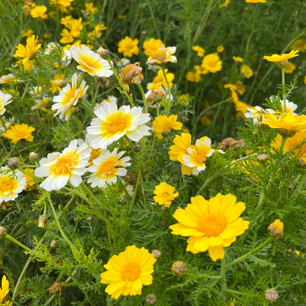 Daisy Chrysanthemum Coronarium Garland Flower Seeds for Planting