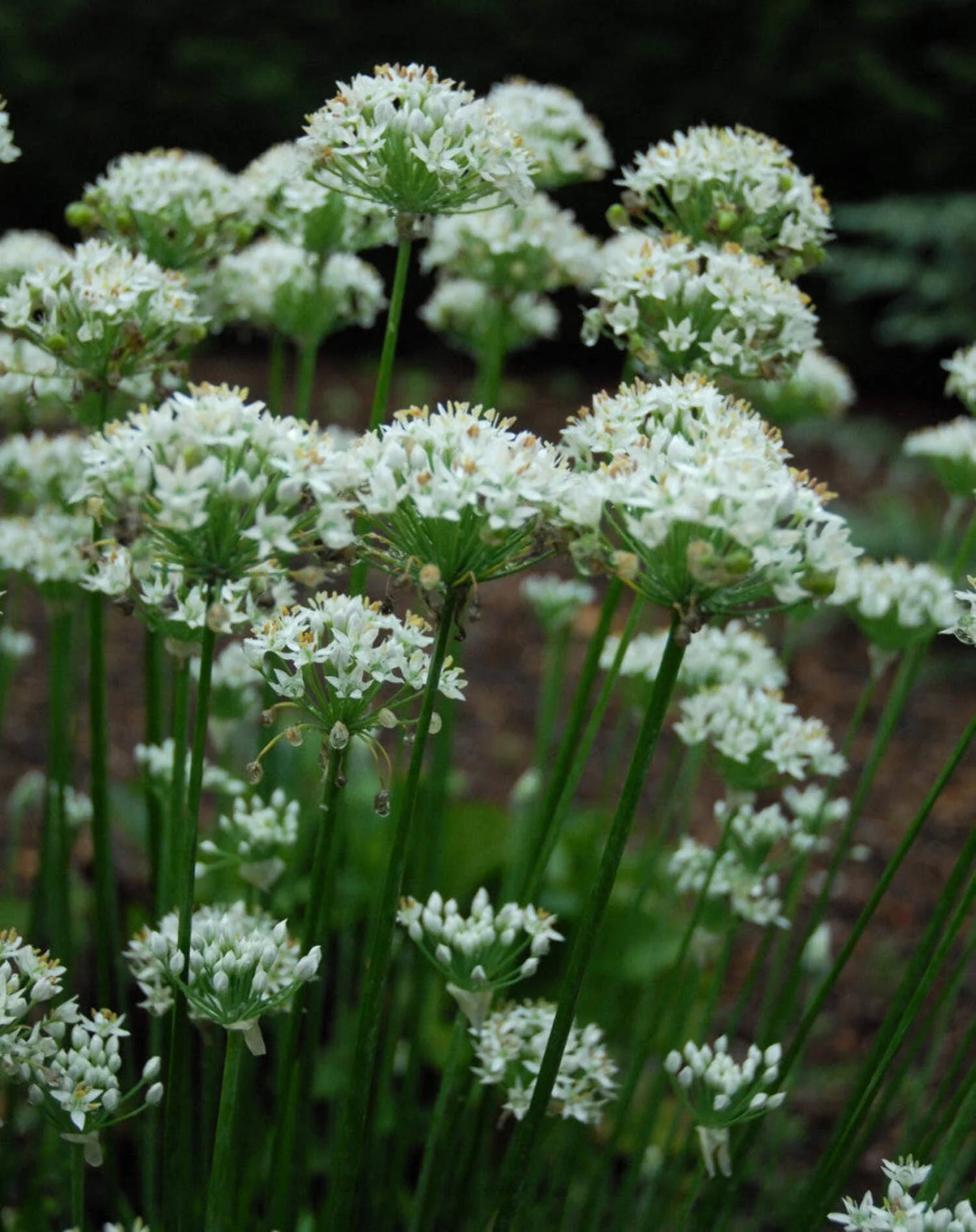 Allium Ursinum Seeds