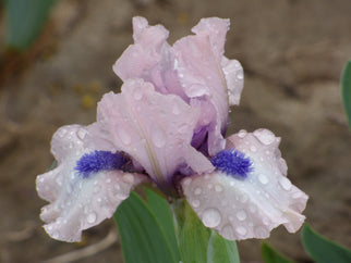 Gate to Paradise Dwarf Iris