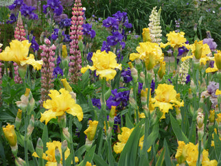 Gatsby Tall Bearded Iris