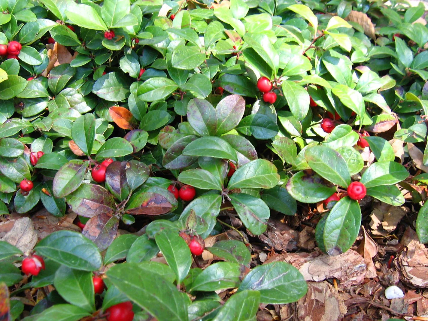 Wintergreen Creeping Gaultheria Procumbens Seeds