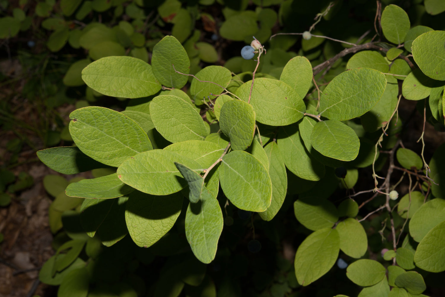 Dangle Berry (Gaultheria procumbens)