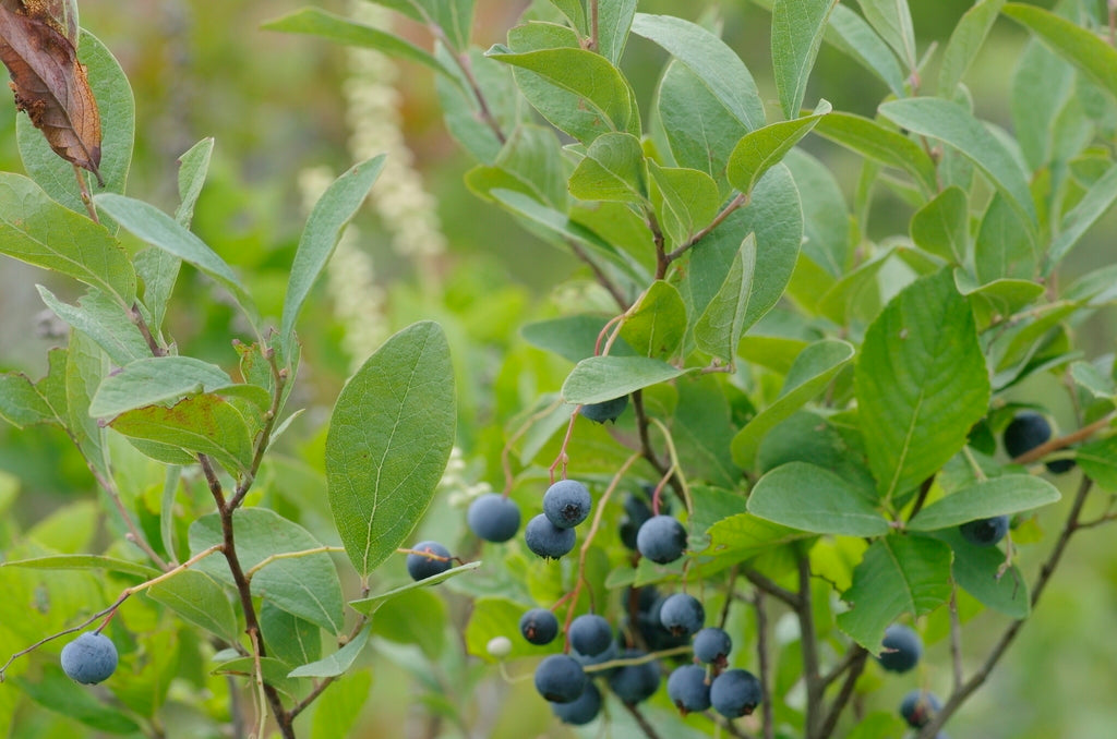 Dangle Berry (Gaultheria procumbens)