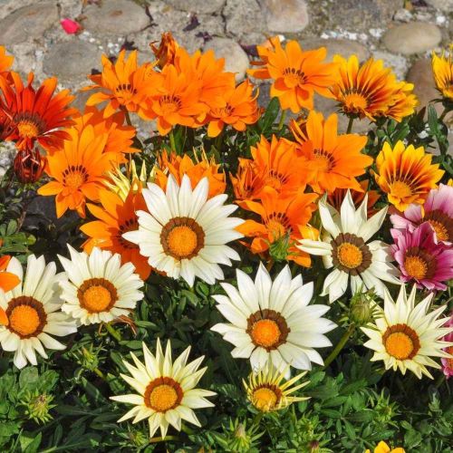 Gazania Star Light Open Pollinated heirloom non-gmo organic garden seeds