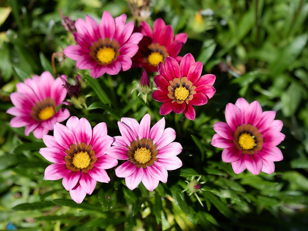 Chrysanthemum Gazania Gazania Rigens Flower Seeds for Planting in Ornamental Borders and Containers