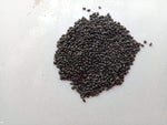 Germination of Genovese Basil seeds for indoor pots