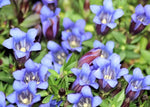 Gentiana Scabra Flower Seeds – Rare Blue Blooms, Heirloom, Non-GMO Seeds for Garden & Rock Borders Dhara Seeds