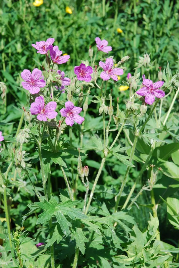 Heirloom Non-GMO Geranium viscosissimum Flower Seeds for Planting – Vibrant Garden Blooms Dhara Seeds