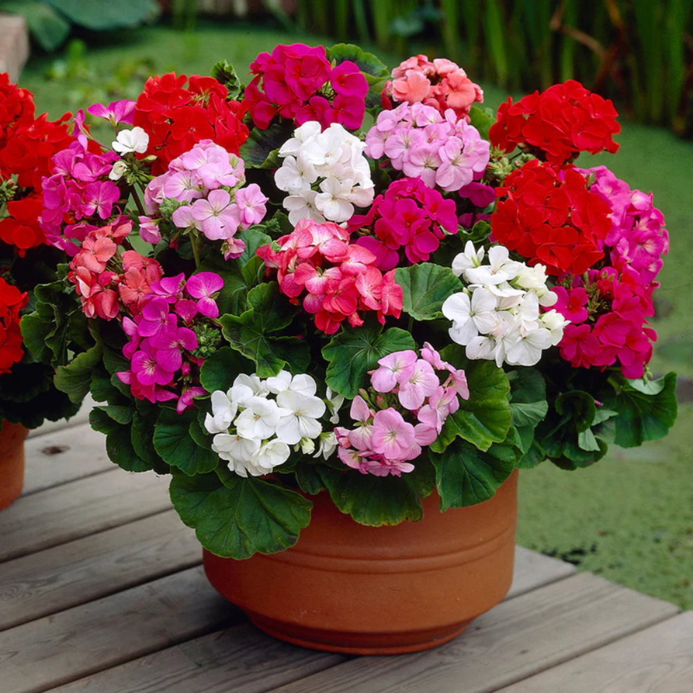 Geranium Mixed Flower Seeds for Planting NON GMO Seeds