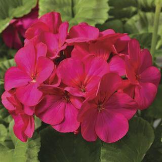 Pink Geranium Seeds