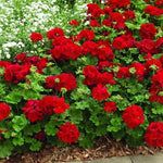 Red Breakaway Geranium Heirloom Non-GMO Seeds for Planting Dhara Seeds
