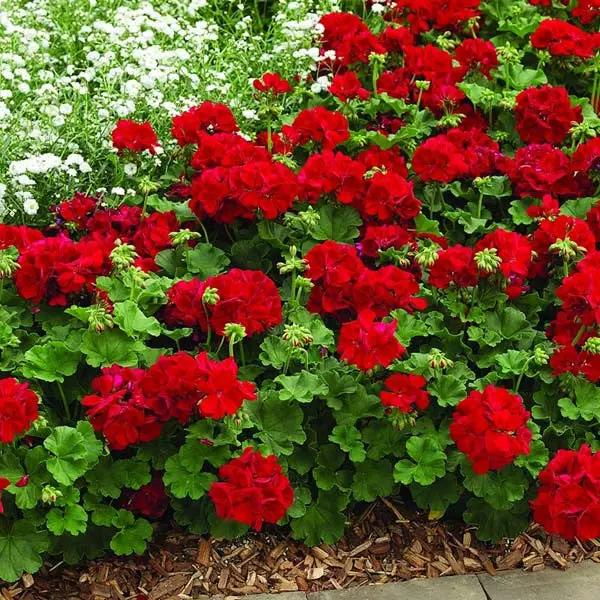 Red Breakaway Geranium Heirloom Non-GMO Seeds for Planting Dhara Seeds