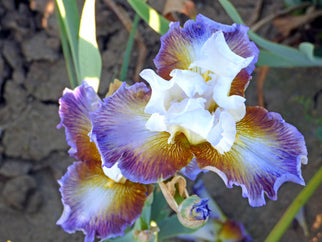 Get Back Tall Bearded Iris