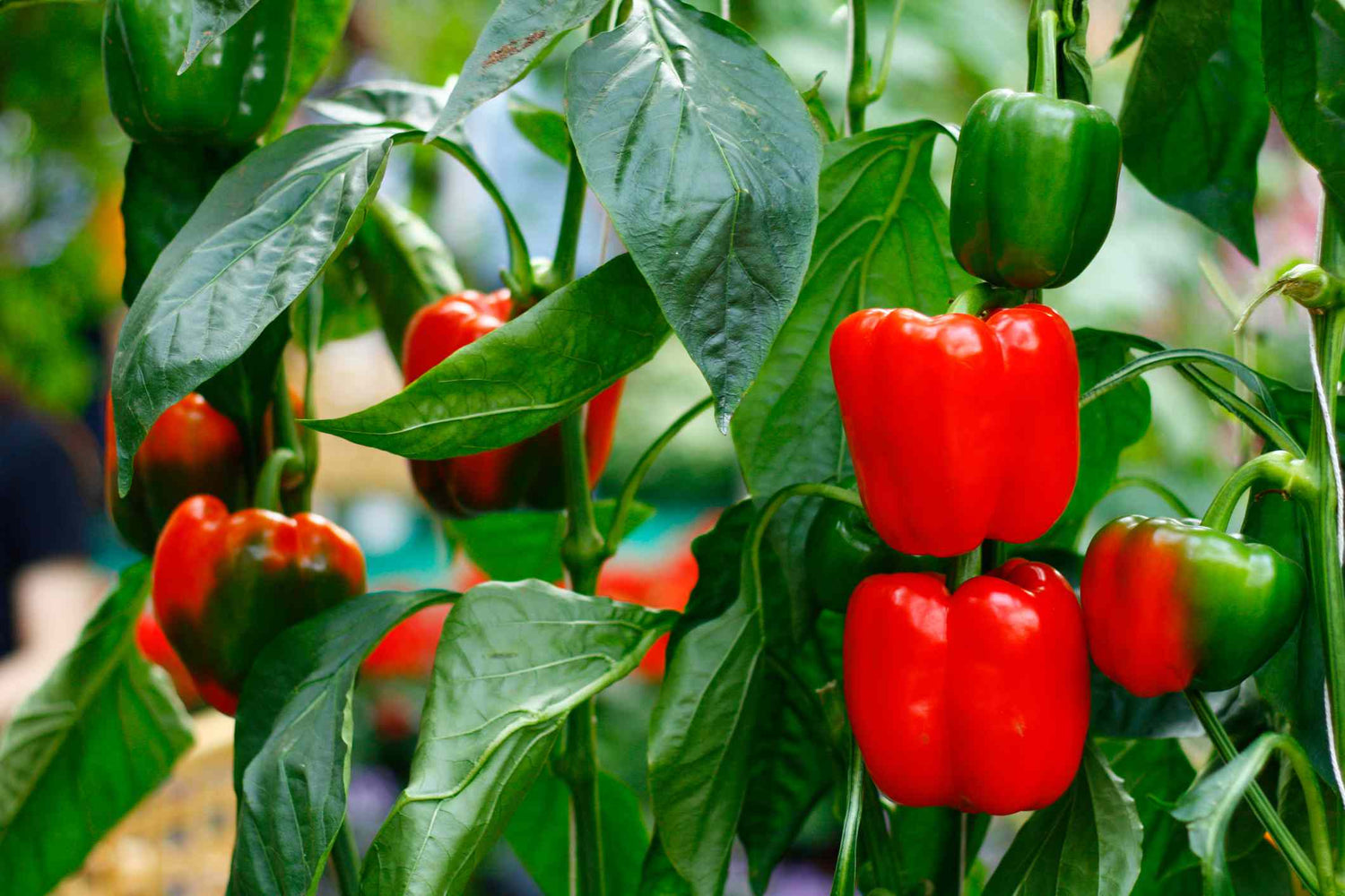 Chile Pepper Capsicum chinense Vegetable Seeds for Planting Naglah Brown in Home Garden