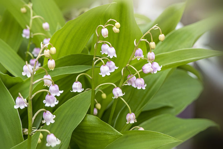 White Rich Aroma Flower Seeds for Planting - 100