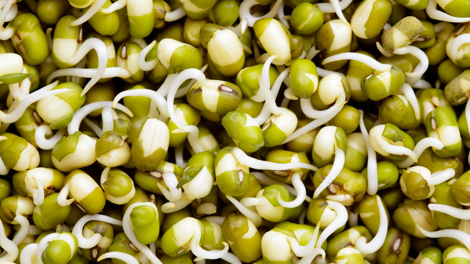 Mung Bean Seeds for Planting