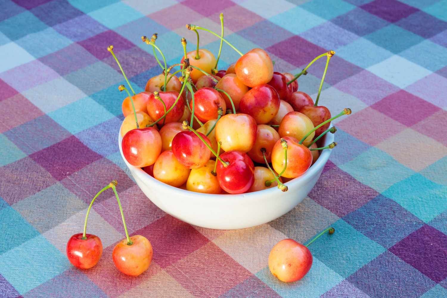 Queen Anne’s Cherry (Prunus avium) – Sweet, Delicate, and Juicy Cherry Variety