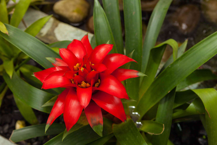 Hechtia Plant Seeds for Planting - 100 pcs