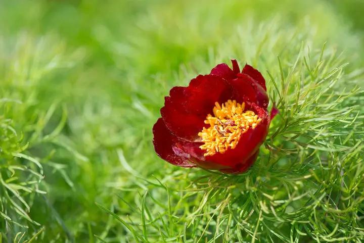 Paeonia Tenuifolia Flower Seeds for Planting NON GMO Seeds Dhara Seeds
