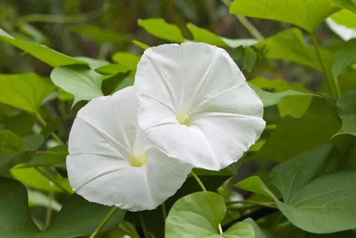 Moon Flower Seeds for Planting – NON GMO Seeds Dhara Seeds