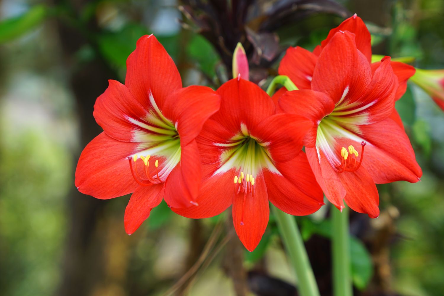 Amaryllis Flower Seeds ,Large Blooms in Multiple Shades for Winter Displays