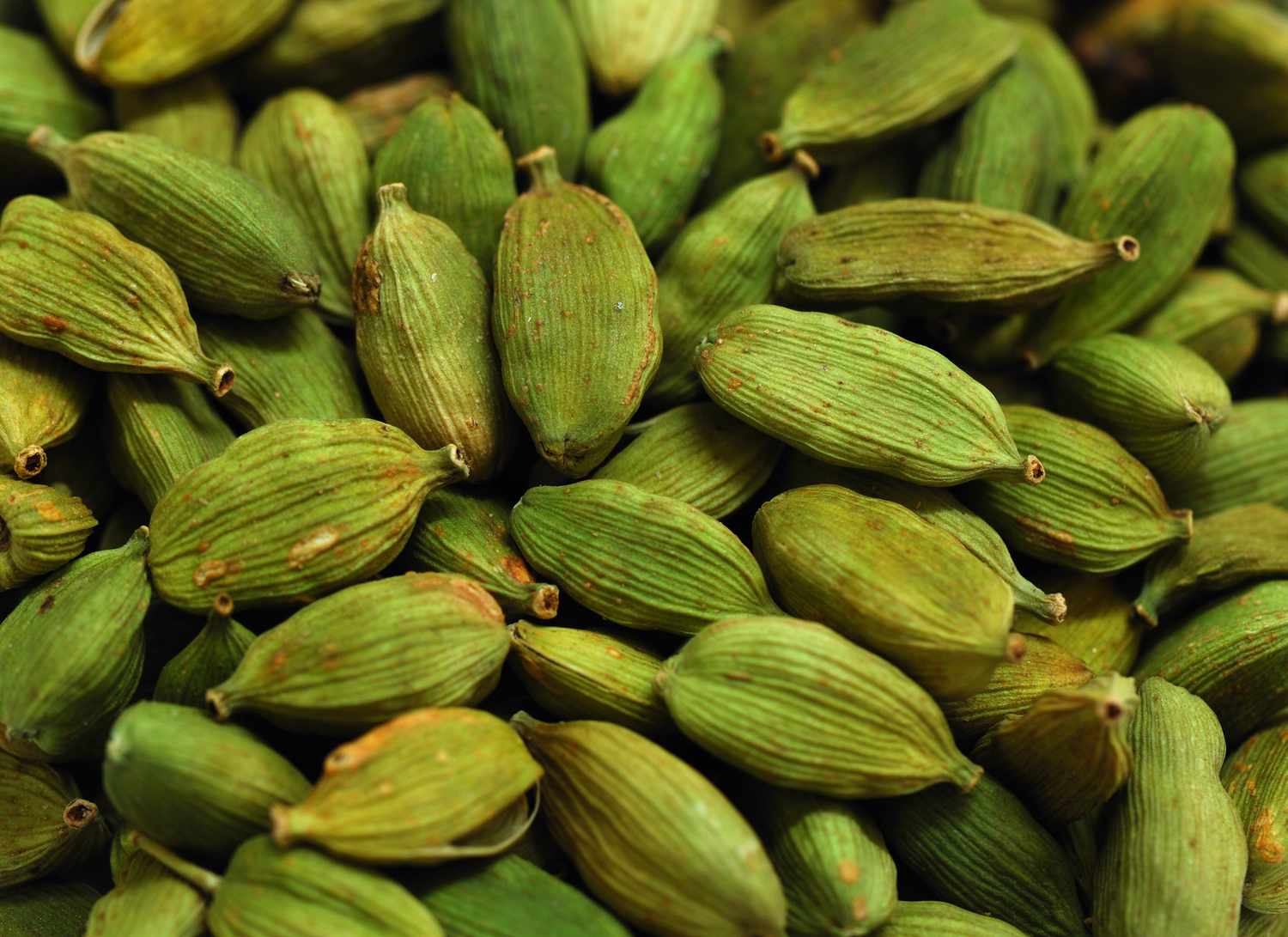 Green Cardamom Plant Seeds for Flavorful Herb Gardens and Culinary Use – Fresh Herb for Your Garden