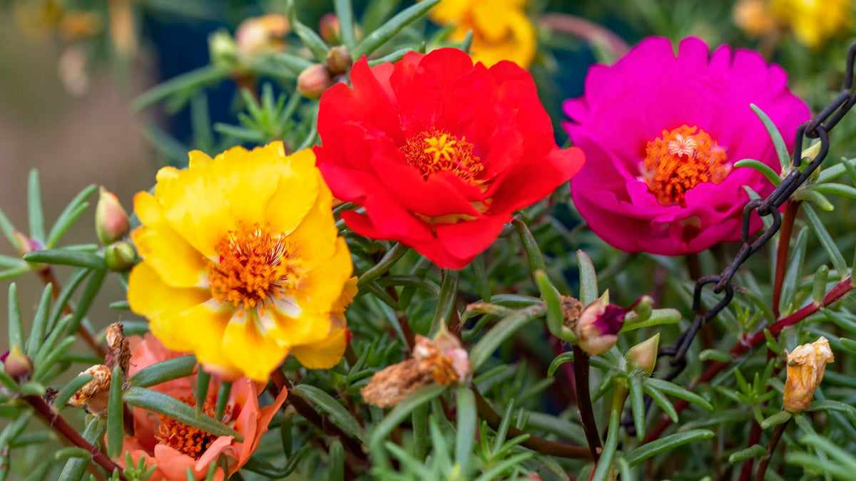 sprawling moss rose plants covering ground with yellow blooms

