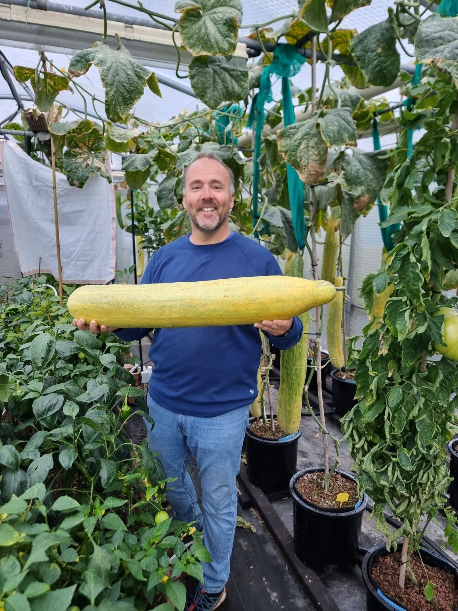Giant Cucumber Organic Non-GMO Vegetable Seeds