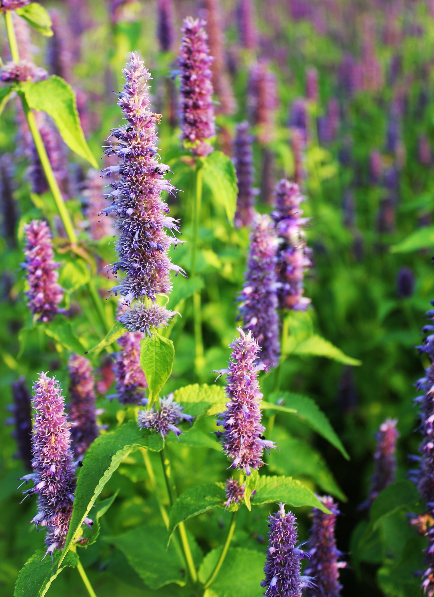 Agastache Lavender Hyssop Organic